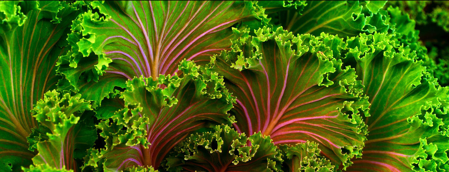 Lizzy Swick Nutrition Counseling: Integrative Nutrition for Fertility, Pregnancy, Postpartum and Women’s Health