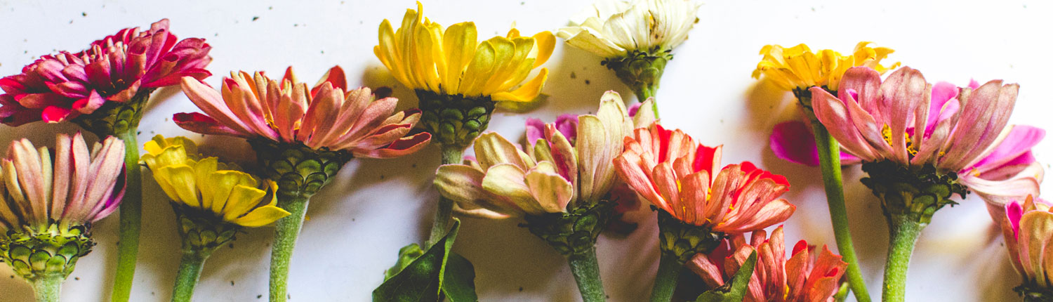 Lizzy Swick Nutrition Counseling: Integrative Nutrition Approach