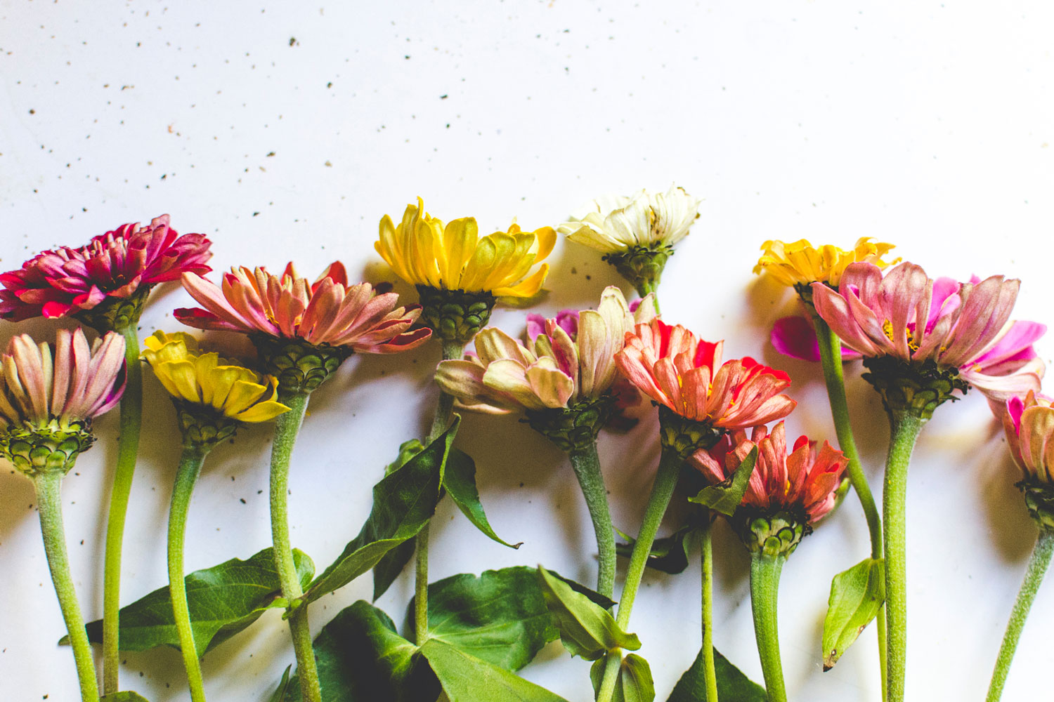 Lizzy Swick Nutrition Counseling: Integrative Nutrition Approach